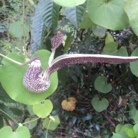 Aristolochia ringens Vahl